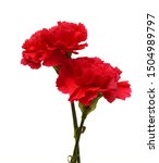 The Long Stem Carnations Gift...