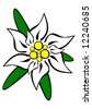 Edelweiss Flowers - Vector. - 8744881 : Shutterstock