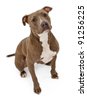 American Pit Bull Terrier, 5 Years Old, Sitting In Front Of White ...