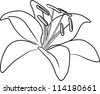 Two Blooming Asiatic Lilies Flowers Vector Sketch Outline - 114308020 ...